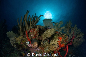 Reef Scenic, Roatan Marine Park, Texas Drift Dive by David Gilchrist 